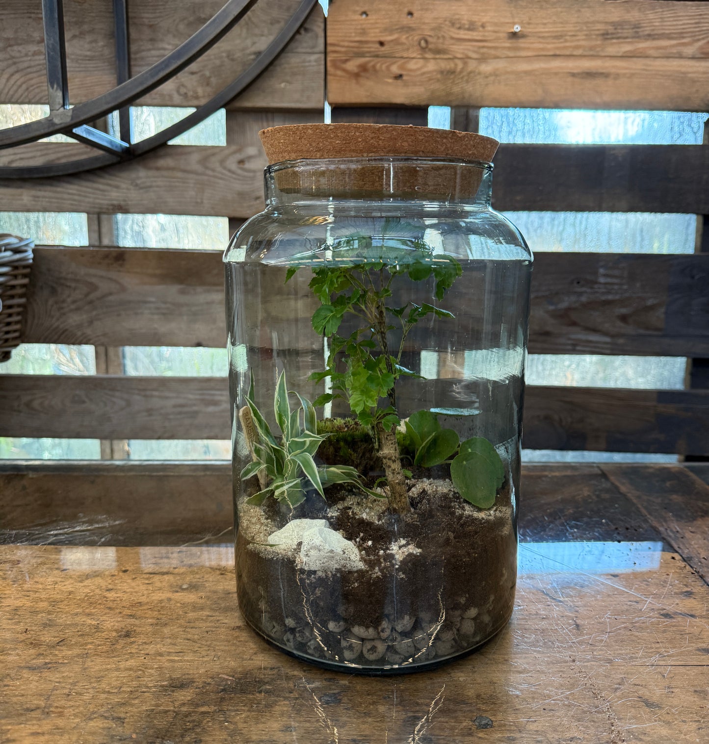 Mini Garten im Glas mit Deckel