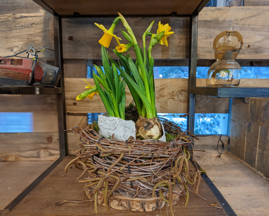 Workshop: Birkennest mit Frühlingsblühern | Sa. 21.03. von 10 bis 11:30 Uhr